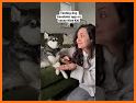 Pet smart: cat and dog translator - talking pets related image