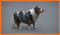 Pet Groomer 3D related image