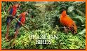 Brazilian's birds sounds related image