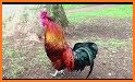 Rooster Sounds 2019 related image