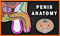 Penis Anatomy Encyclopedia related image