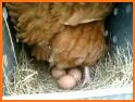Chicken Lay Eggs related image