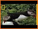 Puffin for YouTube related image