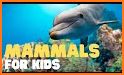 Animalia by BubbleBud Kids related image