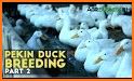 Duck Farm Breeding Game related image