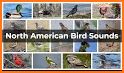 North American Bird ID Quiz related image