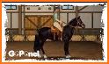 HorseHotel - Care for horses related image