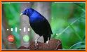 Animal Sounds - Bird Ringtones related image